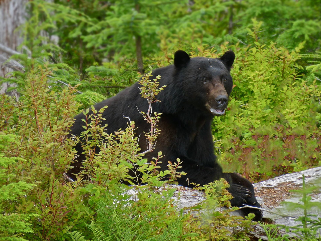 Haida Gwaii Bear - Taan. Photo Mary Helmer