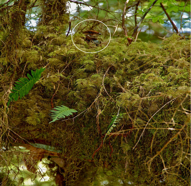 Haida Gwaii grouse nesting in a tree