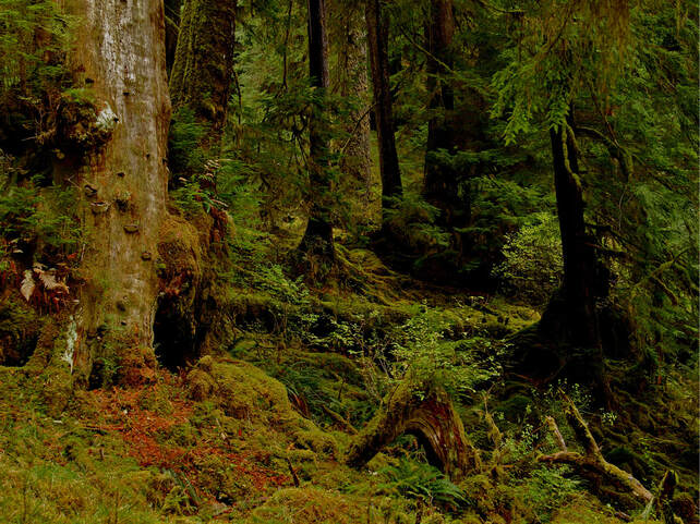 Haida Gwaii - Old growth Forest