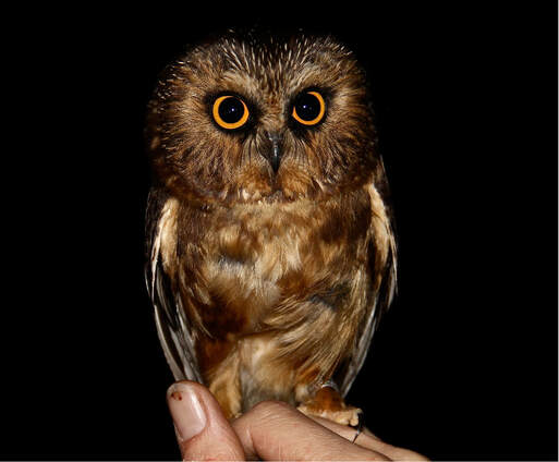 Haida Gwaii - Sawwhet Owl