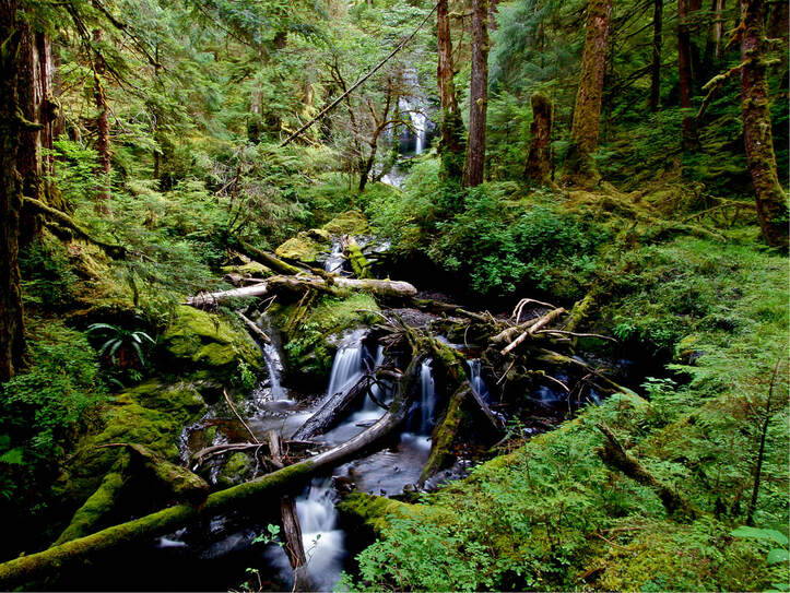 Haida Gwaii - Creek