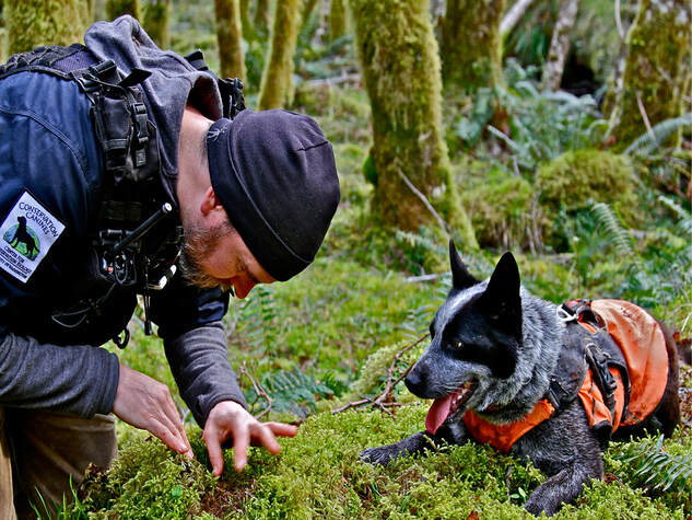 Haida Gwaii - Heath digging for scat located by Pips