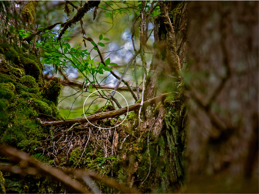 Haida Gwaii grouse nesting in a tree