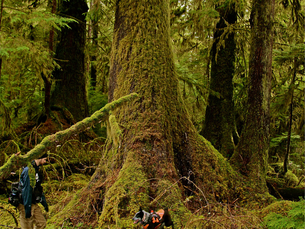 Pips and Heath searching for scat in Haida Gwaii old growth