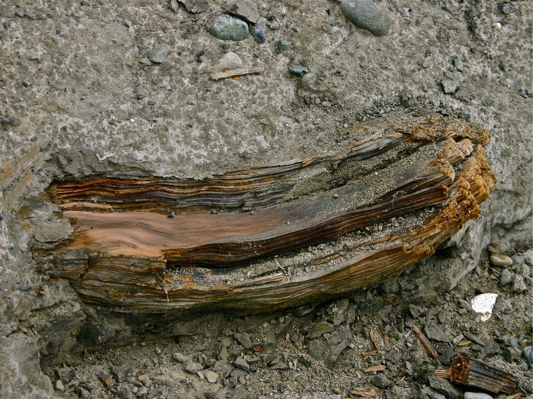 Haida Gwaii - Ancient wood